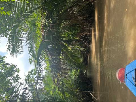       Tropical river view from a canoe with dense vegetation.
  