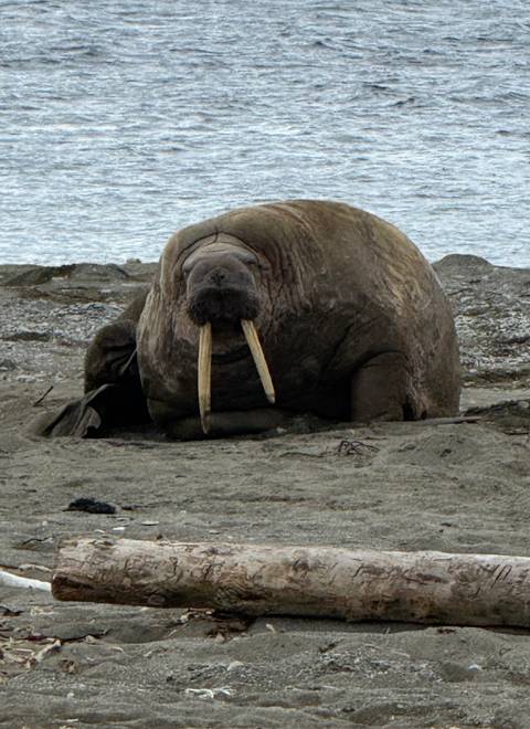       Close-up of a walrus on a rocky shore.
  