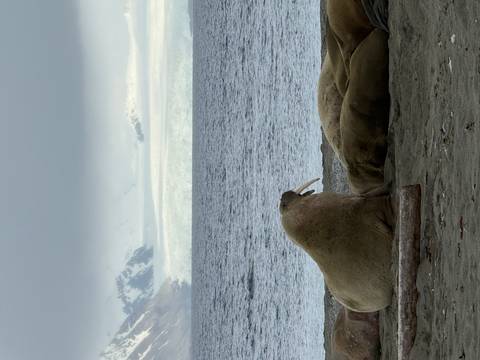       Walruses resting with a glacier in the background.
  