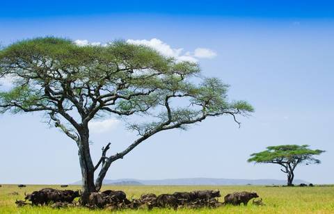 Majestic African savanna with acacia trees and wildlife.