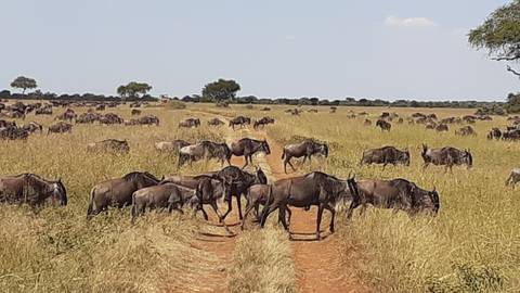       Herd of wildebeests on a dirt path in the savannah.
  