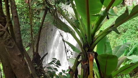Waterfall with large green leaves in foreground.