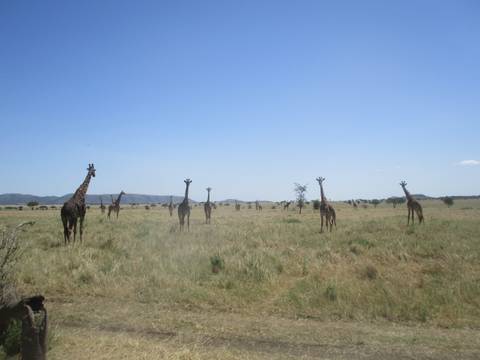 Giraffes on an open plain against a blue sky.