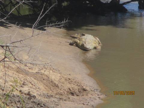       Crocodile resting by a riverbank.
  