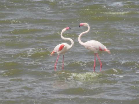       Two flamingos standing in the water.
  