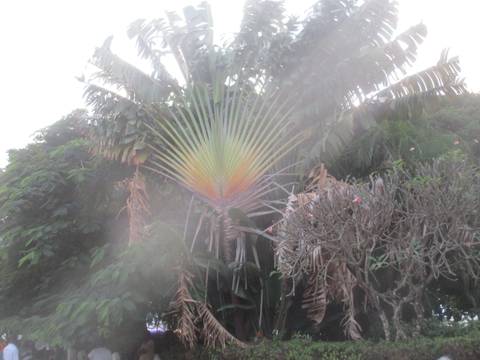       Palm tree with large fronds and surrounding foliage.
  