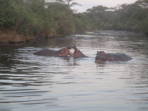       Hippos interacting in a river.
  
