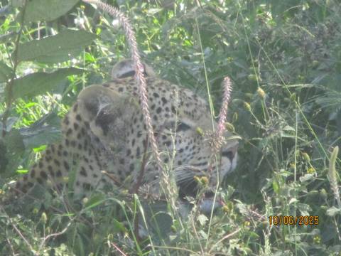       Leopard lying among tall grass.
  