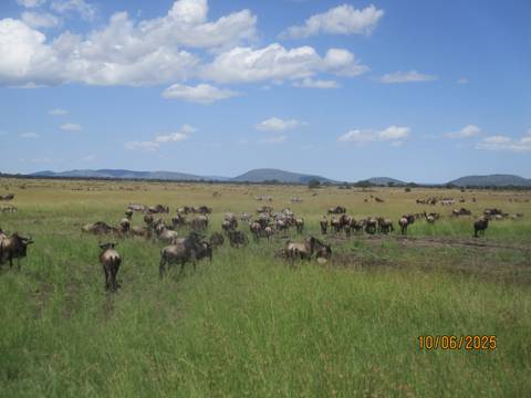 Wildebeests and zebras in a grassy plain.