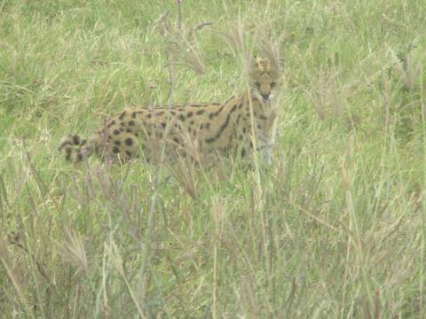       Serval cat standing in tall grass.
  