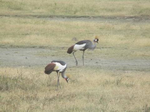 Crowned cranes grazing on a field.