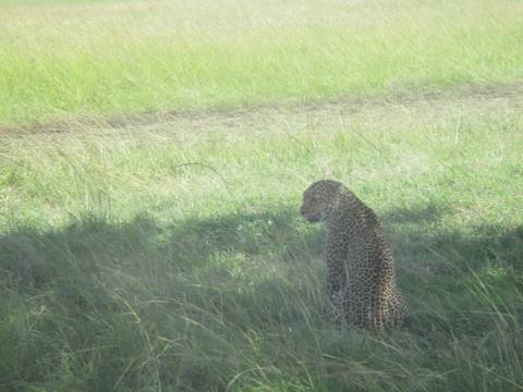       Leopard sitting in tall grass in the savannah.
  