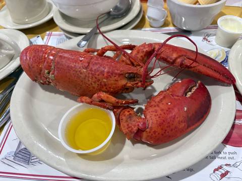 Cooked lobster served on a plate with melted butter.