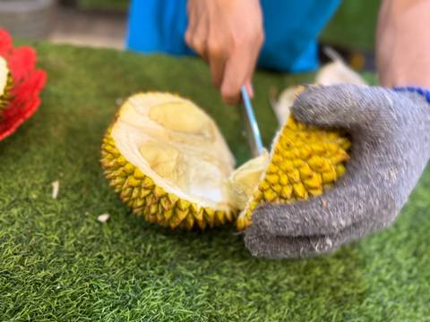       A person cutting open a durian fruit on grass.
  