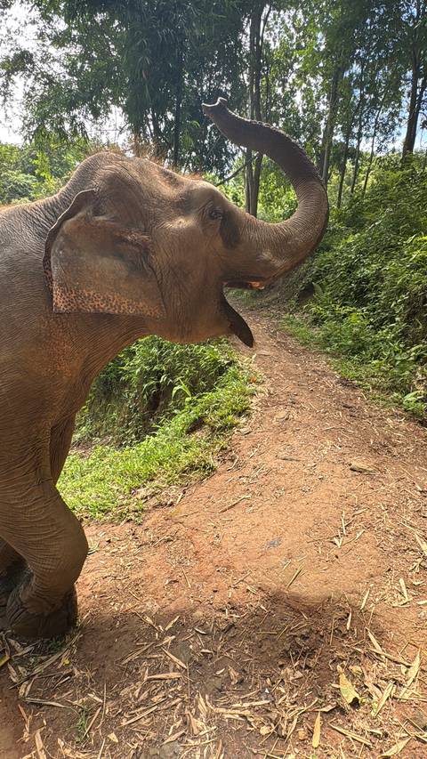       Elephant in the jungle walking along a path.
  