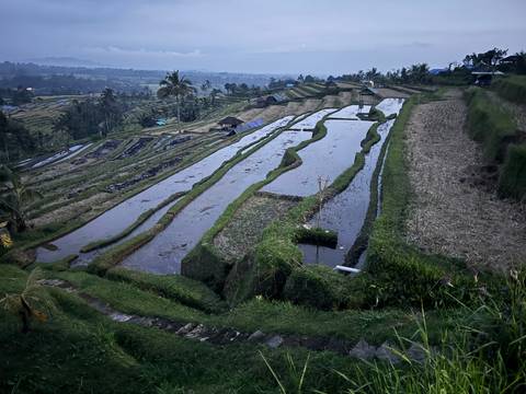       Terraced rice fields with a scenic mountain backdrop.
  