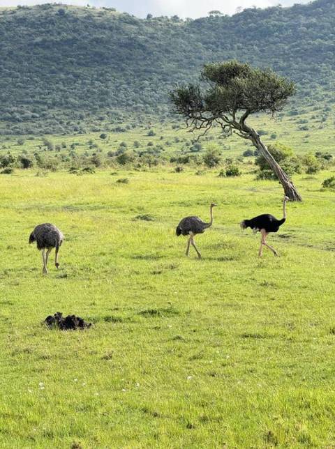       foto de reseña de cliente de Safari costero de 5 días por Amboseli, Tsavo Este y Tsavo oeste 
  