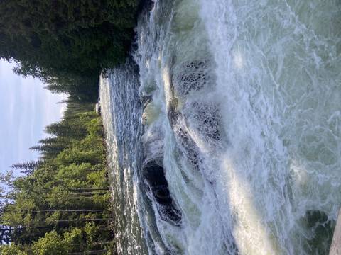       River flowing through lush forest during the day.
  
