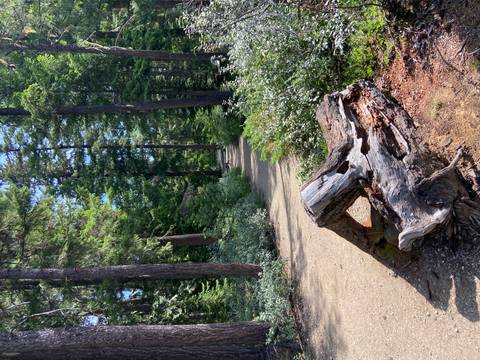       Forest trail with sunlight filtering through trees.
  