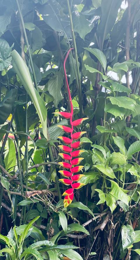 Brightly colored tropical flowers against green foliage.