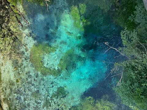 Clear water with visible green algae and plants around.
