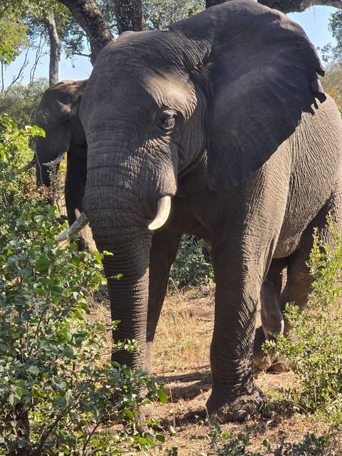 Close-up of an elephant in the bush.