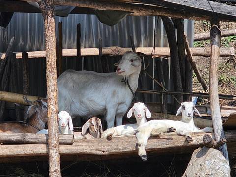 Goats resting in a rustic shelter.