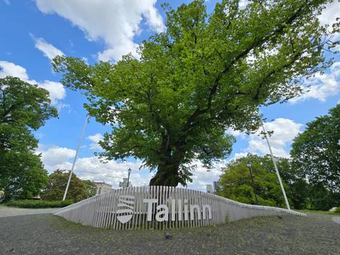 A large tree with a Tallinn sign in the foreground.