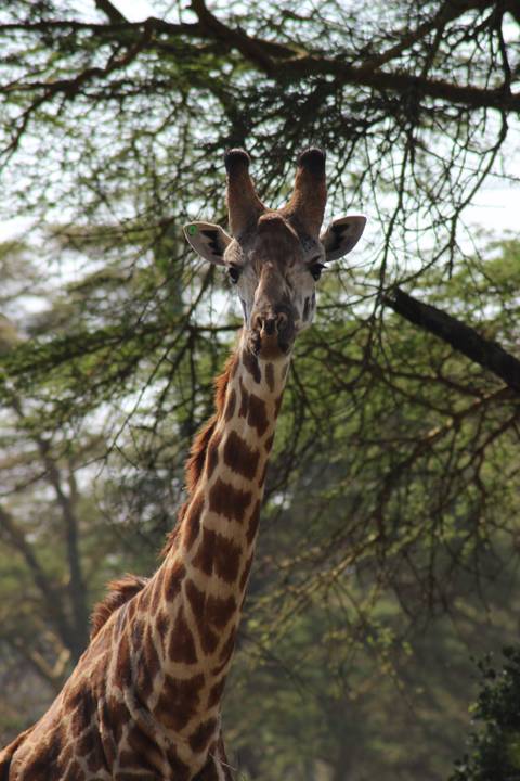 Giraffe stretching in a wooded area.