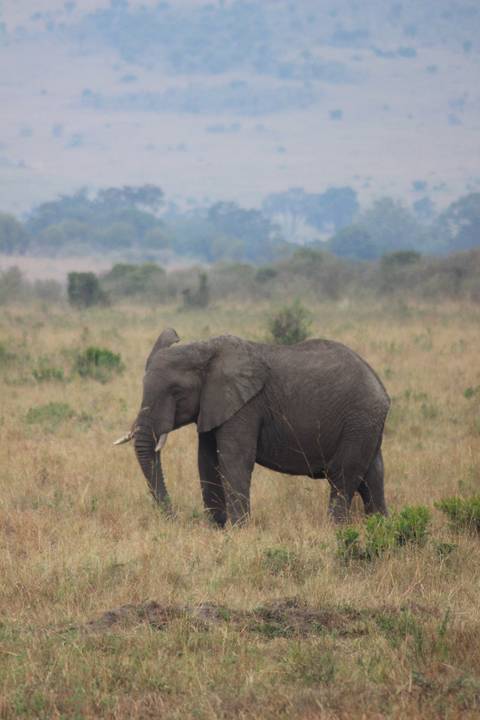 An elephant is walking on grassland with a distant view of trees and hills.
