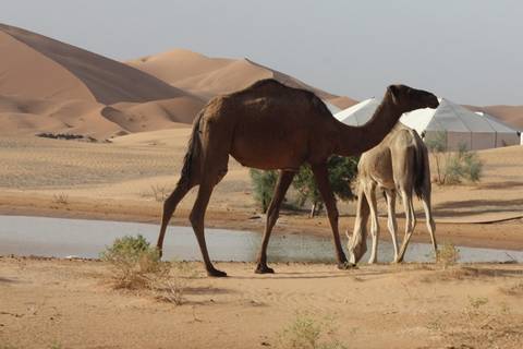 Klantbeoordelingsfoto van 3 Daagse Marokko Woestijnroute van Marrakech naar Fes door Erg Chebbi Duinen 