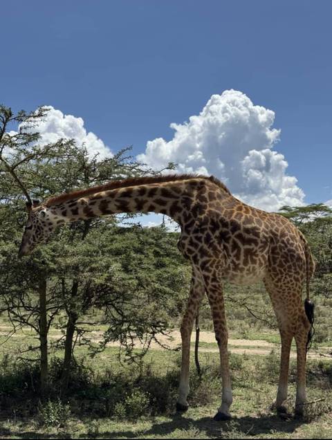 Giraffe in a natural setting with trees and a blue sky background.