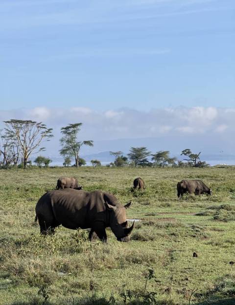 Rhinos grazing in a grassy expanse with trees and hills in the background.