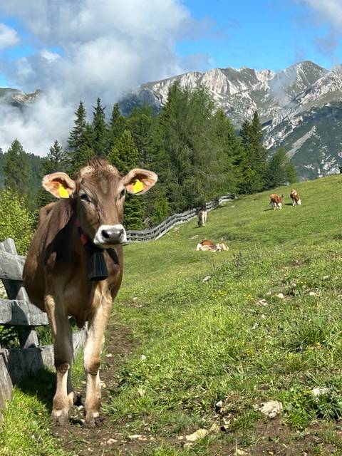       Cows grazing in a mountainous landscape.
  
