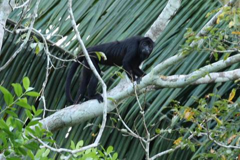 Monkey sitting on a tree branch in the rainforest.