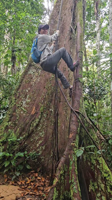 Person climbing a large tree in a dense forest.
