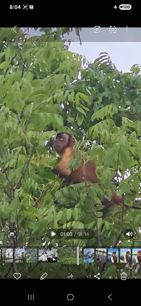 Small monkey peering through leaves in a tree.