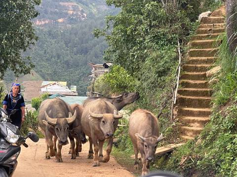 Buffaloes walking along a rural path with a person on a bike.