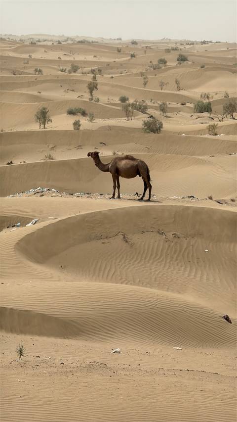       Camel standing in a sandy desert with scattered vegetation.
  