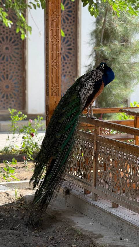 Peacock sitting on a wooden structure in a garden.