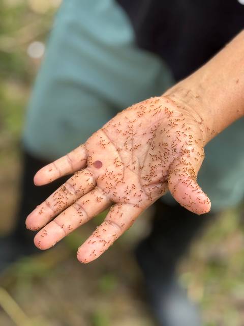       Hand covered with small ants.
  