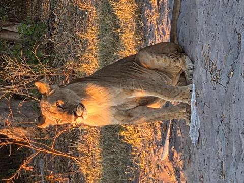 Lioness sitting majestically with sunlight in the background.