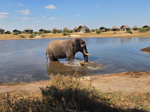 Elephant bathing in a water hole with lodges in the background.