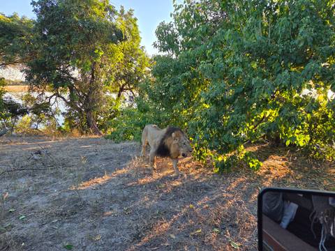 Lion walking near a bush in the wilderness.