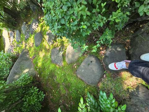 Stone pathway through a garden with moss and foliage.