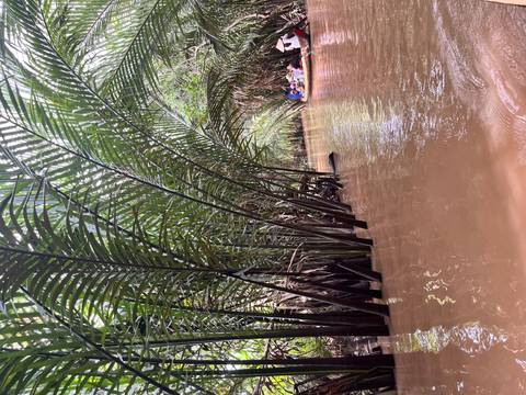       Lush river flanked by tall green plants.
  