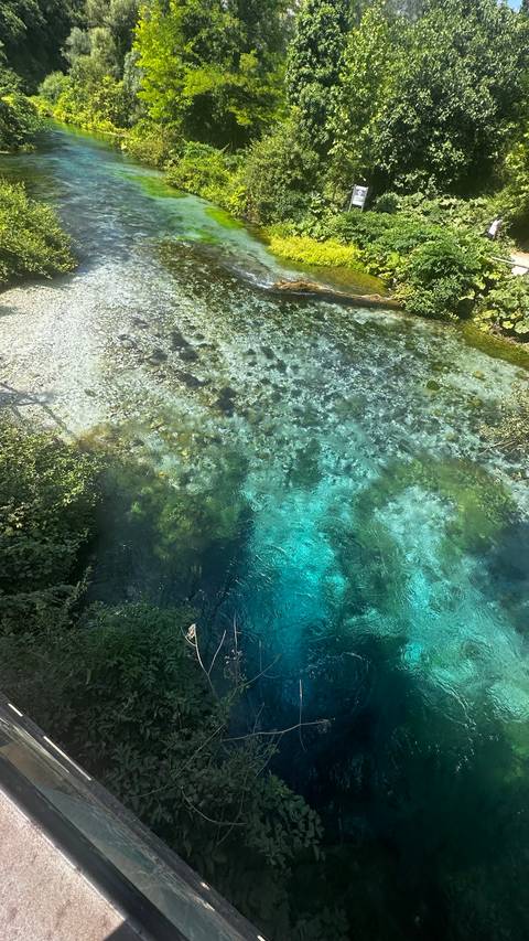       Clear blue and green water with aquatic vegetation visible.
  