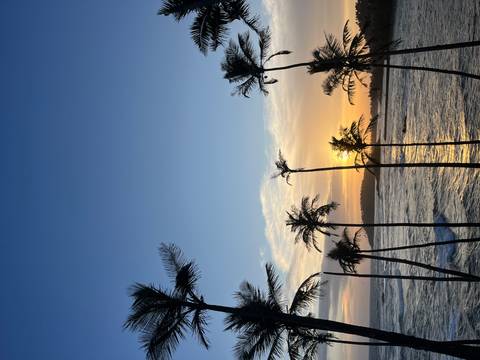 Sunset view with silhouettes of palm trees and the sea.