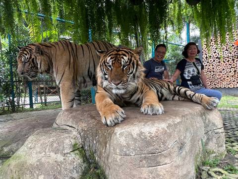       Two people seated next to resting tigers in a wildlife attraction.
  