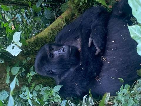A gorilla resting among trees and foliage.